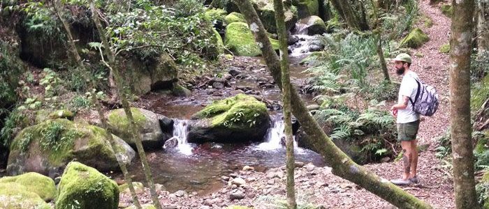 Hlatikhulu Forest