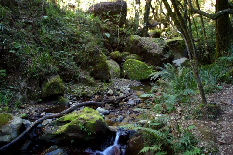 Hlathikulu Forest