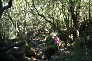 Hlathikulu Forest