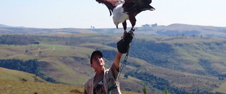 Falcon ridge bird of prey display