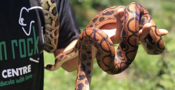 Dragon Rock Reptile Center